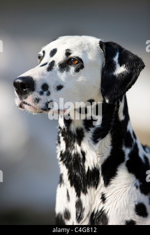 Dalmatian dog portrait Stock Photo - Alamy