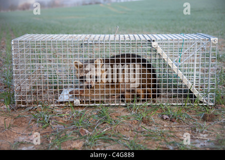 Raccoon (Procyon lotor), caught in live trap, Lower Saxony, Germany Stock Photo