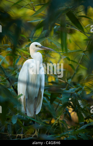 a crane in the trees nr Can Tho, Mekong Delta, Vietnam Stock Photo