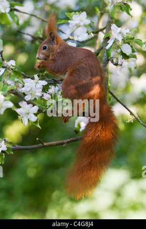 European Red Squirrel (Sciurus vulgaris), sitting in flowering apple tree, Lower Saxony, Germany Stock Photo