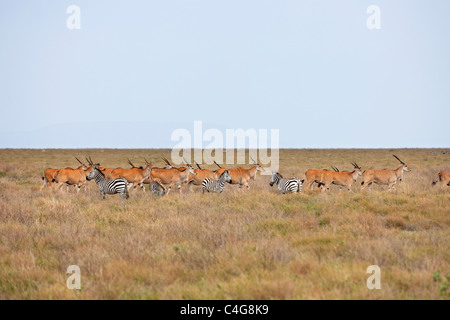 Plains zebras and Common Elands Stock Photo