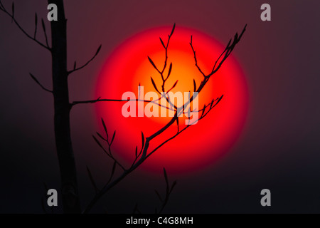 Spring abstract atmospheric branch buds disc europe harmonious harmony landscape red sihouette sunset twig twigs yellow Stock Photo