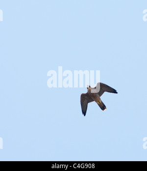 Juvenile Peregrine Falcon (Falco peregrinus) in flight above Lincoln Cathedral Stock Photo