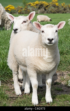 Two healthy inquisitive twin lambs in a field of sheep in spring on Isle of Anglesey, North Wales, UK, Britain. Stock Photo