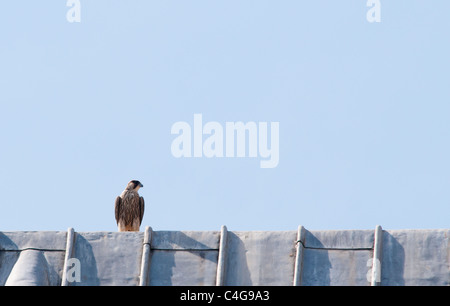 Juvenile Peregrine Falcon (Falco peregrinus) perched on top of lead roof on Lincoln Cathedral Stock Photo