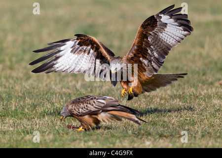 Red Kite, (Milvus milvus), in flight , about to scavenge food from the ground, Lower Saxony, Germany Stock Photo
