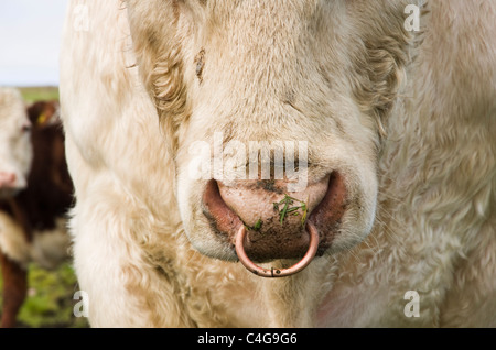 196 Head Bull Ring Nose Stock Photos - Free & Royalty-Free Stock Photos  from Dreamstime
