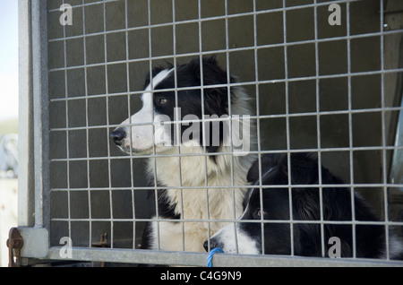 Shetland Islands, Scotland, UK, Europe. Two Border Collie dogs looking out of the back of a vehicle Stock Photo