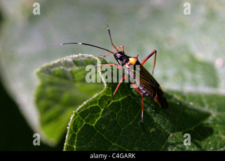 Fine Streaked Bugkin, Miris striatus, Mirini, Mirinae, Miridae ...