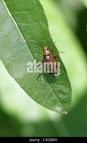 Striped Oak Bug, Calocoris quadripunctatus, Miridae, Miroidea, Cimicomorpha, Heteroptera, Hemiptera. Aka Rhabdomiris striatellus Stock Photo