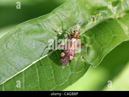 Striped Oak Bug, Calocoris quadripunctatus, Miridae, Miroidea, Cimicomorpha, Heteroptera, Hemiptera. Aka Rhabdomiris striatellus Stock Photo