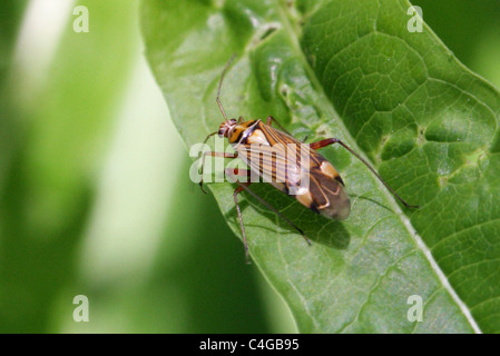 Striped Oak Bug, Calocoris quadripunctatus, Miridae, Miroidea, Cimicomorpha, Heteroptera, Hemiptera. Aka Rhabdomiris striatellus Stock Photo