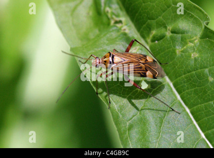 Striped Oak Bug, Calocoris quadripunctatus, Miridae, Miroidea, Cimicomorpha, Heteroptera, Hemiptera. Aka Rhabdomiris striatellus Stock Photo