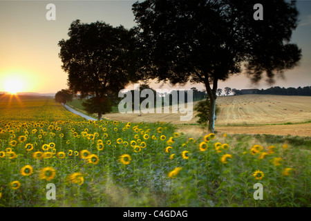 a field of sunflowers blowing in the wind near Castelnaudary, Aude, Languedoc-Roussillon, France Stock Photo