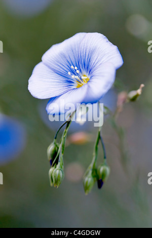 Selective focus image of a blooming Blue flax (Linum perenne). Stock Photo