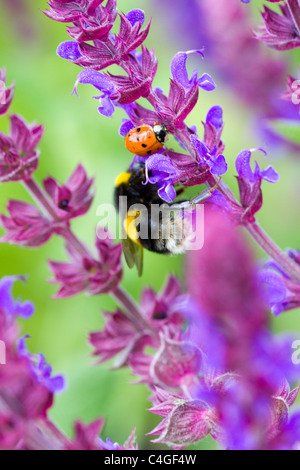 Salvia x sylvestris Viola Klose with a Bumble bee collecting Nectar Stock Photo