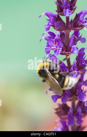 Salvia x sylvestris Viola Klose with a Bumble bee collecting Nectar Stock Photo