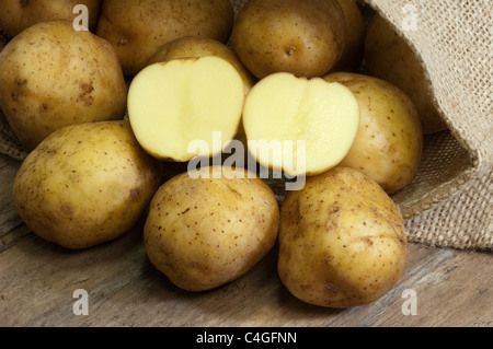 Potato (Solanum tuberosum Auralia). Tubers in a sack. Stock Photo
