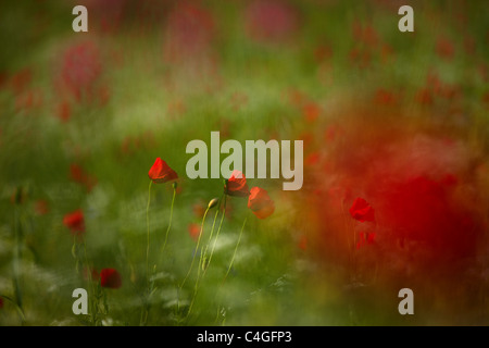poppies, Campi, Valnerina, Umbria, Italy Stock Photo