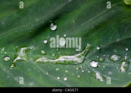 Water drops on a giant green leaf Stock Photo