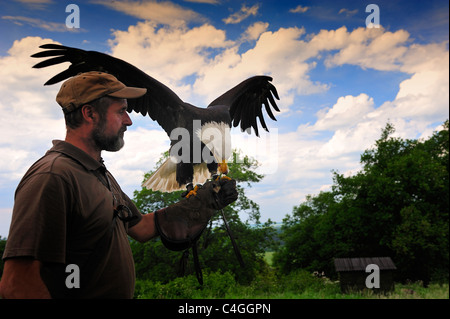 Falconer Mursa and Bald Eagle. Stock Photo