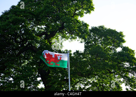 National flag of Wales against tree in cardiff castle Stock Photo