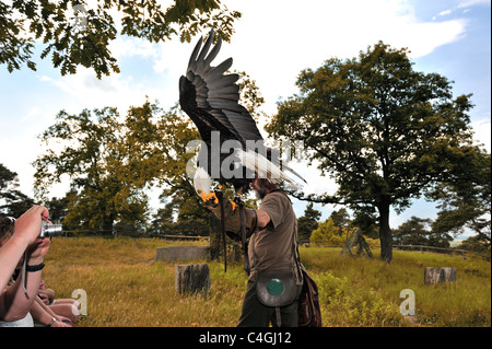 Falconer Mursa and Bald Eagle. Stock Photo