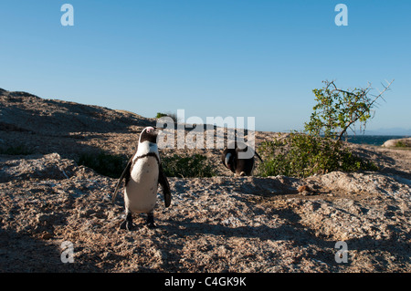Jackass penguin (Speniscus demersus), Boulders Beach, Cape Town, South Africa. Stock Photo