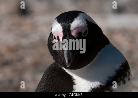 Jackass penguin (Speniscus demersus), Boulders Beach, Cape Town, South Africa. Stock Photo