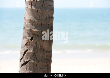 Palm Tree Trunk on the Beach Stock Photo
