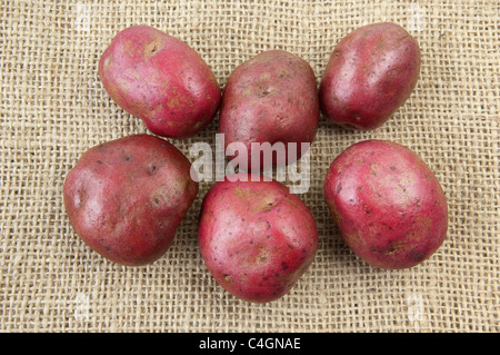 Potato (Solanum tuberosum Red Duke of York). Tubers on hessian. Stock Photo