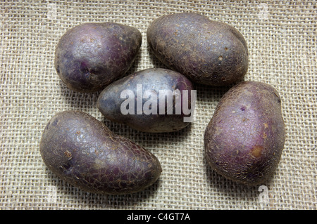 Potato (Solanum tuberosum Shetland Black). Tubers on hessian. Stock Photo