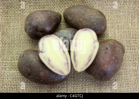 Potato (Solanum tuberosum Shetland Black). Tubers on hessian. Stock Photo