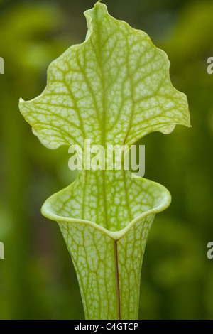 North American pitcher plant Sarracenia alata] Stock Photo