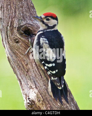 Greater Spotted Woodpecker (Dendrocopos major) sometimes called Great Spotted Woodpecker a native of the UK a woodland bird Greater Spotted Woodpecker (Dendrocopos major) sometimes called Great Spotted Woodpecker a native of the UK a woodland bird