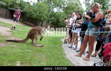 Red kangaroos at Healesville Sanctuary, Australia Stock Photo