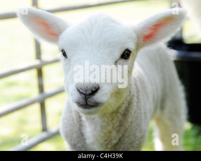 A small baby lamb. Stock Photo