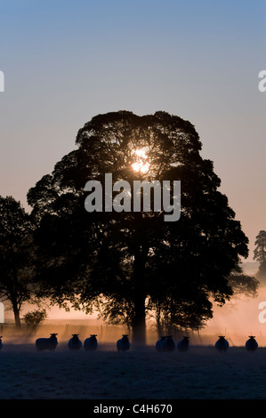 Sunrise, Savernake Forest, Wiltshire Stock Photo