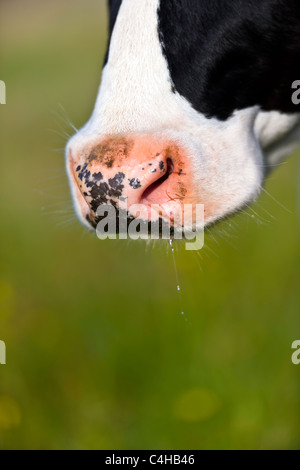 Cows snout Stock Photo