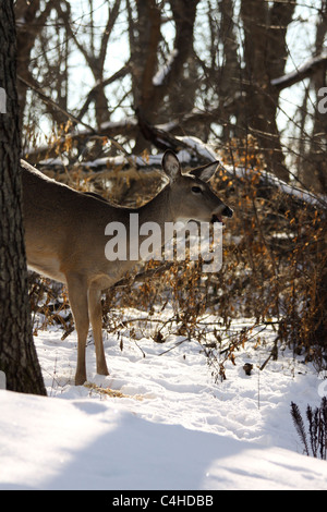 White tail deer doe eating in the winter woods Stock Photo - Alamy