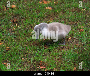 Mute Swan, Cygnus olor, cygnet foraging in the grass. Stock Photo