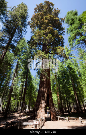 Adult male standing at entrance to famous 'Tunnel tree' adds scale to a Giant Sequoia tree in Mariposa Grove of Yosemite National Park California USA Stock Photo