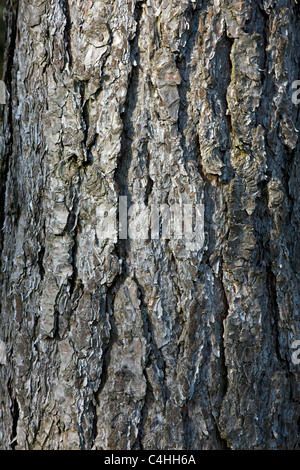 Tree bark of European Black Pine (Pinus nigra), Belgium Stock Photo