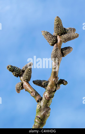 Female catkins of the Persian walnut / English walnut / Common walnut tree (Juglans regia) in spring Stock Photo