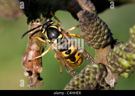 German wasp / European wasp (Vespula germanica) queen on branch in spring, Belgium Stock Photo