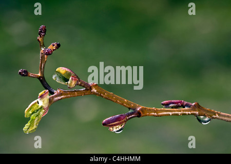 Alder (Alnus spec.) buds and leaves emerging in spring, Belgium Stock Photo