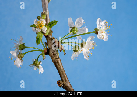 Wild cherry / Sweet cherry (Prunus avium) buds bursting, and flowers emerging in spring, Belgium Stock Photo