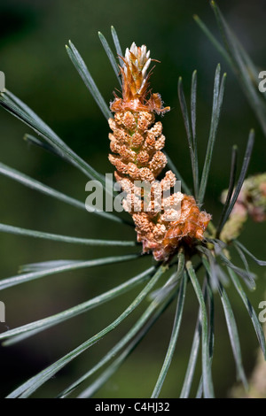 Scots Pine (Pinus sylvestris), male pollen cones, Belgium Stock Photo