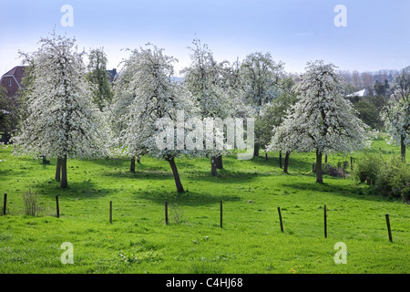 Orchard with pear trees (Pyrus) blossoming in spring, Hesbaye, Belgium Stock Photo