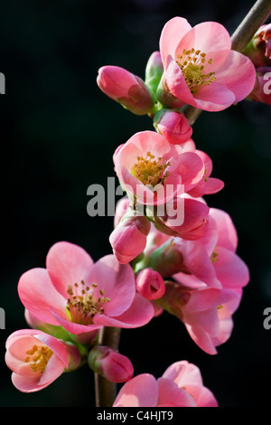 Japanese quince (Chaenomeles japonica) in flower Stock Photo